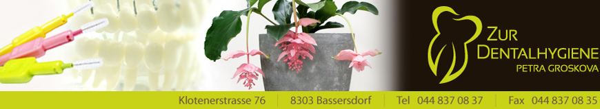 Banner - Petra Groskova